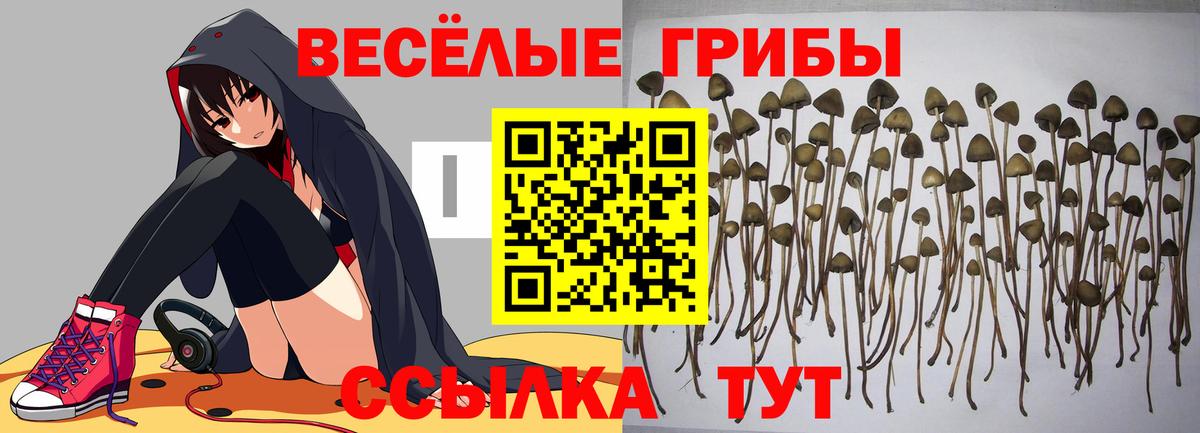 Чусовой  Галлюциногенные грибы MAGIC MUSHROOMS  Вход с VPN 